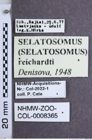Etikette zu Selatosomus (Selatosomus) reichardti (Denisova, 1948) (NHMW-ZOO-COL-0008365)
